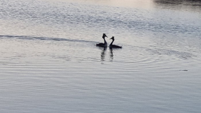 To ænder svæver og svømmer elegant sammen på det stille, spejlblanke vand.