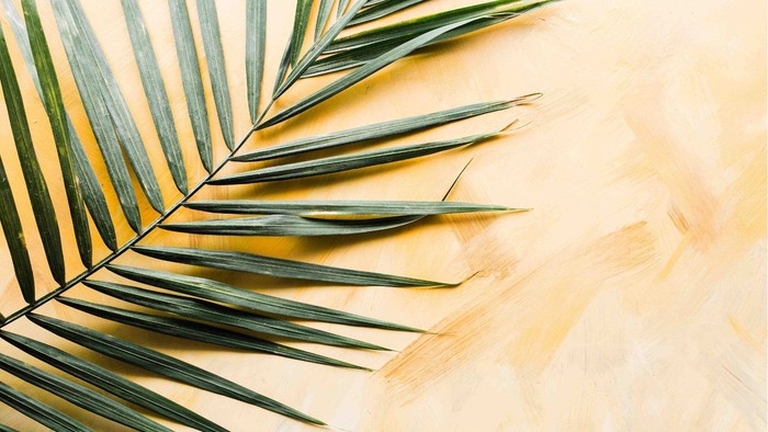 A single palm leaf lies on a light-colored surface