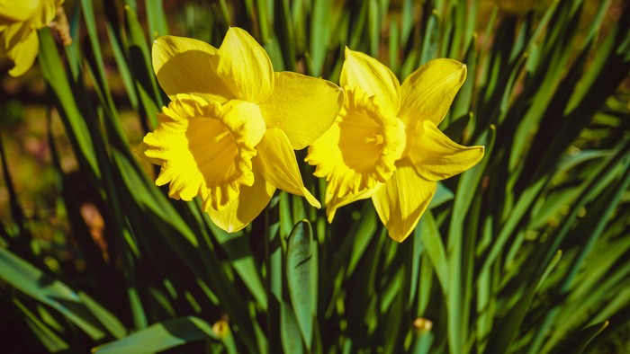 To guldkroner blomster med grønne blade