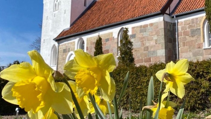 Lyse gule påskeliljer i forgrunden kontrasterer med en historisk stenkirke under en klar blå himmel.