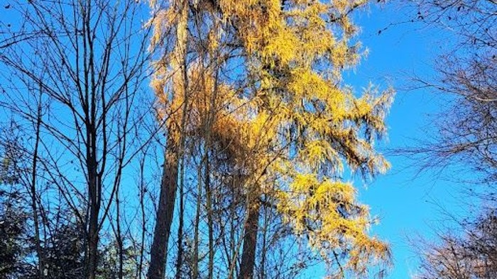 Hohe gelbe Blumen überragen die Menschen, die darunter entlanggehen.