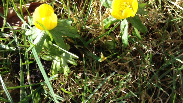 To gule blomster i græs.