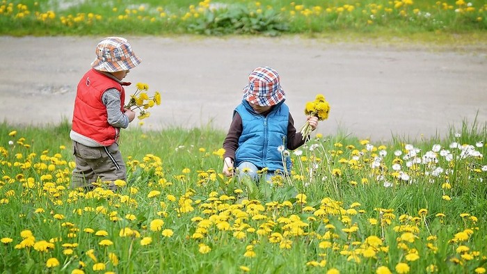 Zwei Kinder sammeln im Feld gelbe Blumen.
