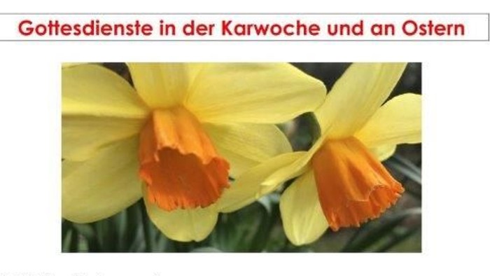 Gelbe Narzisse, Termine der Gottesdienst an Ostern und in der Karwoche