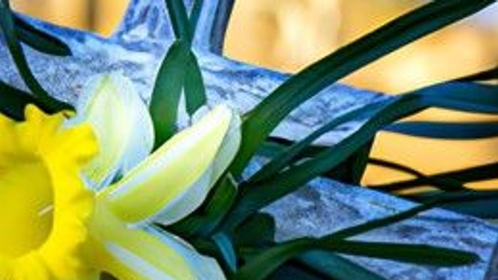 Gul og hvide tulipaner på gravsten i sollys