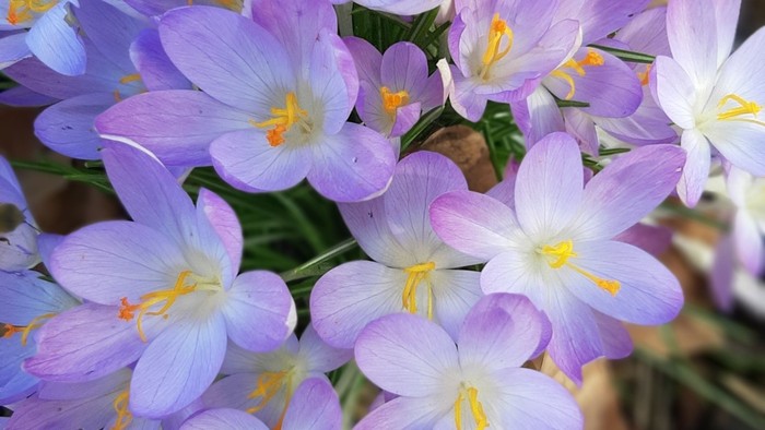 Krokusblüten