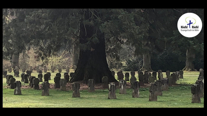 Ein alter Baum steht in einem Friedhof mit vielen Grabsteinen.