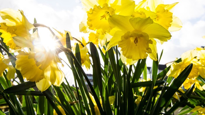 Guldaar med grønne blade under solskin