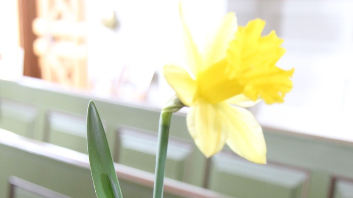 En gul tulipan i en vase på bordet