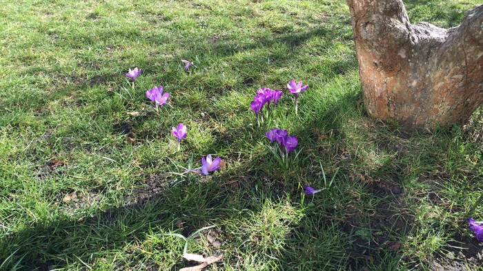 En grøn have med violette krokus og en træstamme.
