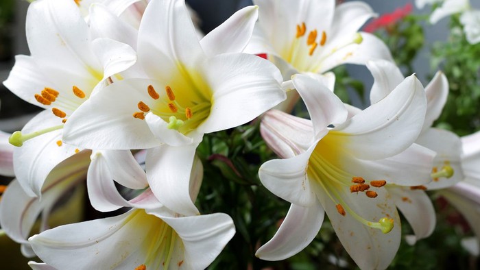 Cluster of white lilies with yellow centers and orange stamen.