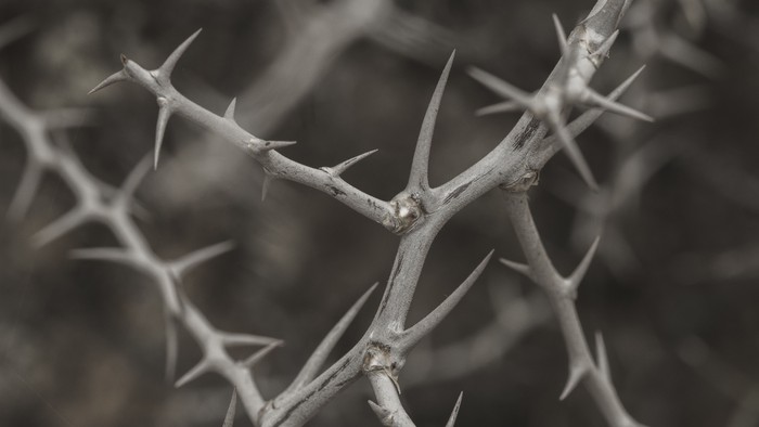 Dorniger Ast mit scharfen, spitzen Stacheln vor einem dunklen, unscharfen Hintergrund.