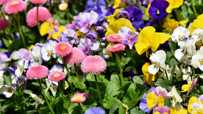 Leuchtend bunte Blumen in verschiedenen Farbtönen, darunter Rosa, Gelb, Violett und Weiß.
