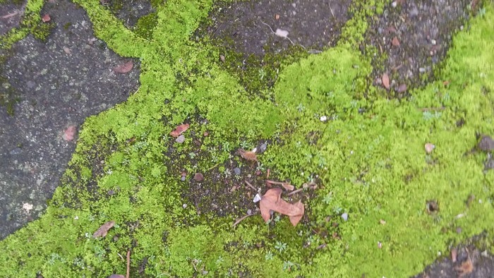 Geistliche Begleitung