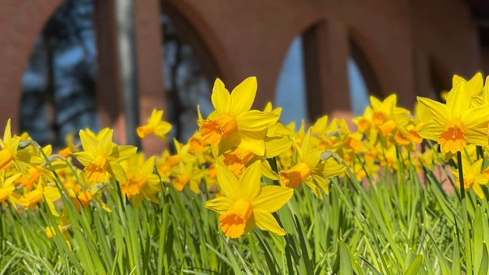 Guldaar med orange midter del på en grøn eng foran røde murstensvægge med bueformede vinduer