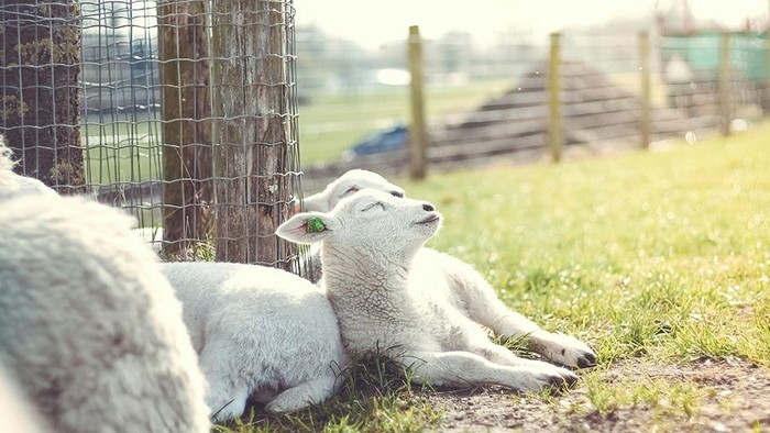 Lämmer sitzen an einem Zaun und sonnen sich.