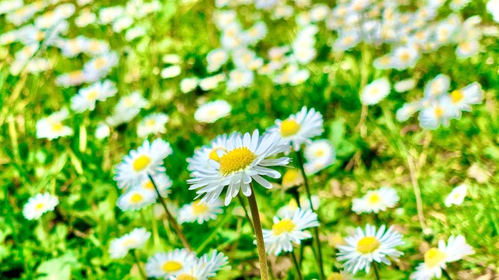 Garten mit Gänseblümchen