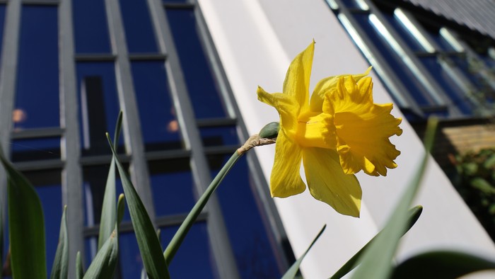 Lysende gul påskelilje kontrasterer mod en moderne bygning under klar blå himmel.