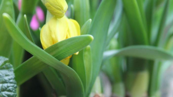 Leuchtend gelbe Narzissen, die aus grünen Blättern mit braunen Zwiebelbasen in natürlicher Erde sprießen.