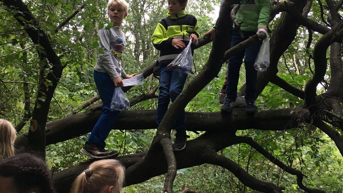 Børn klatrer i træ.