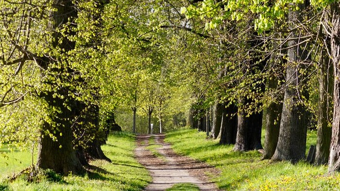 Ein gewundener Schotterweg durch einen grünen Park mit hohen Bäumen.