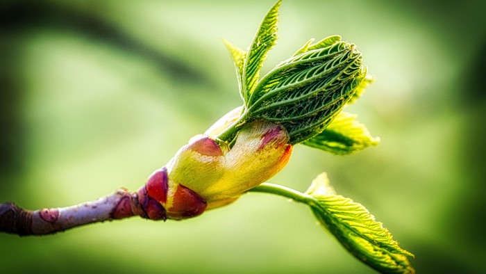 Neue Knospen entfalten sich an einem Ast mit frischen, sprießenden grünen Blättern.