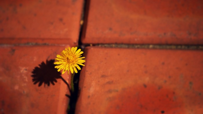 Eine leuchtend gelbe Löwenzahnblüte wirft ihren Schatten auf eine rostige, strukturierte Ziegeloberfläche.