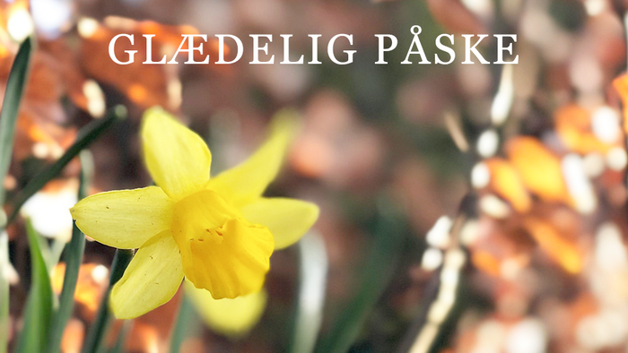 Lyse gule påskeliljer fejrer påske med budskabet 