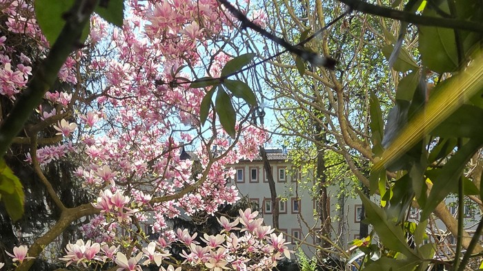 Eine lebhafte Parkszenen mit blühenden rosa Blumen und Menschen, die sich im Freien um einen Tisch versammeln.