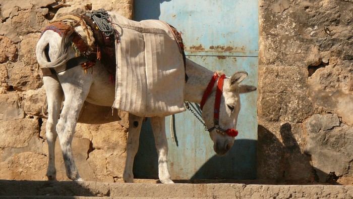 Ein Esel mit Satteldecke steht vor einer Tür in einer Bruchsteinwand
