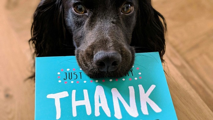 Ein schwarzer Hund schaut über eine hellblaue „Danke“-Karte mit verspieltem, handgeschriebenem Text.