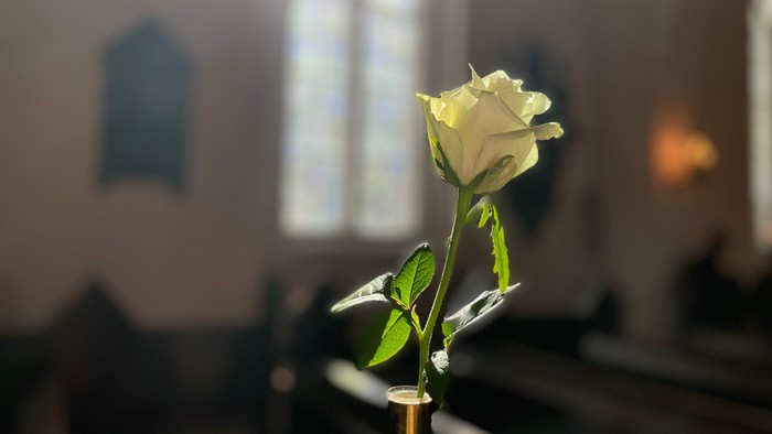 En ensom hvid rose står i en kirkebænk.