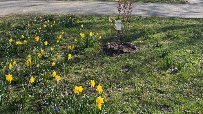 Gelbe Blumen blühen auf einer Wiese