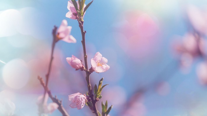 Smukke rosa blomster på gren mod et blømt blå himmel