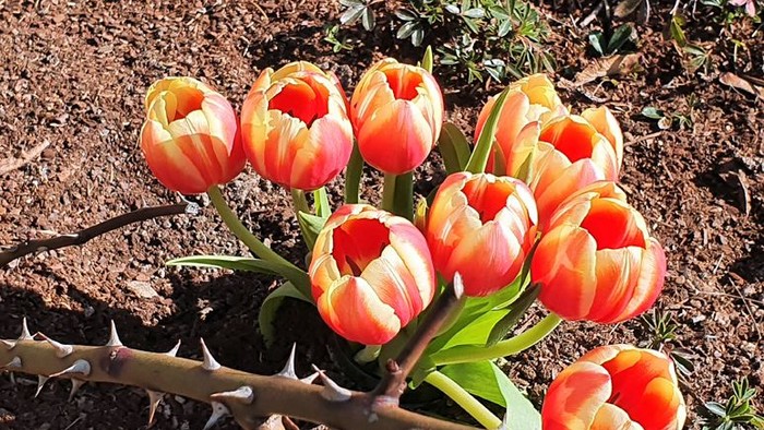 rote Tulpen und ein Dornenstiel auf sandiger Erde