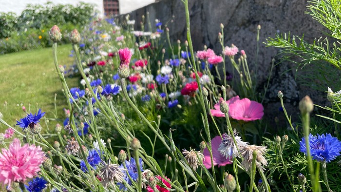 En blomsterbevoksning foran rødt stald med stenmur
