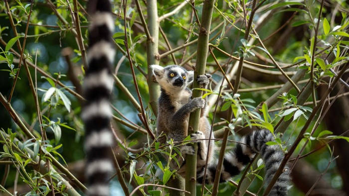 To ringhalede lemurer hviler mellem frodigt, grønt løv i en tæt skov.