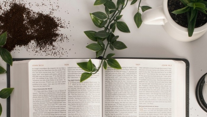 Ein Buch liegt offen neben einer Tasse und grünen Blättern auf einem Tisch