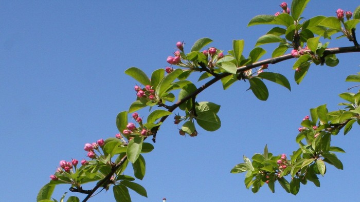 Lysende gul kirke med rødt tag og flag, indrammet af blomstrende trægrene mod en klar blå himmel.