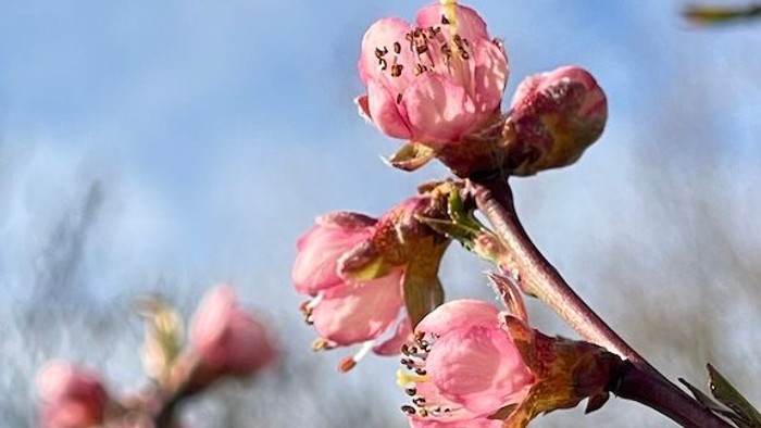 Zarte rosa Blüten, die an einem Baumzweig vor klarem Himmel hervorkommen.
