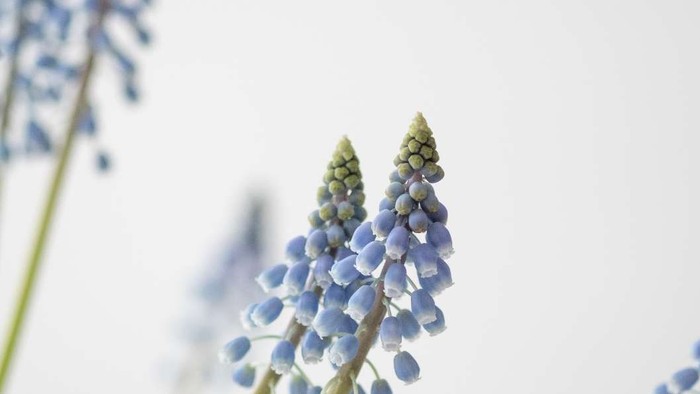 KONFIRMATION I BRØNS, VODDER OG REJSBY KIRKER 2026 – 1.jpg