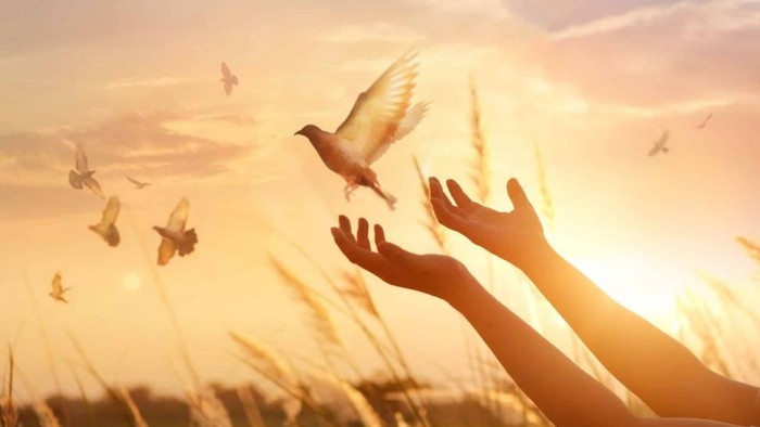 Von rechts strecken sich zwei nach oben offene Hände in die Mitte, über einem Kornfeld. In der Mitte eine Taube im Flug. Im Hintergrund weitere Tauben. Aufgehende Sonne.