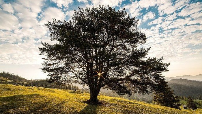 Ein Baum steht einsam auf einem grasbewachsenen Hügel unter einem bewölkten Himmel.