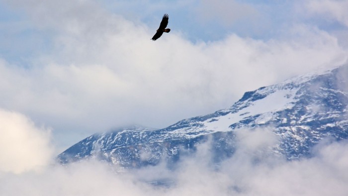 Ein majestätischer Vogel schwebt über einem schneebedeckten Berg, der in Wolken gehüllt ist.