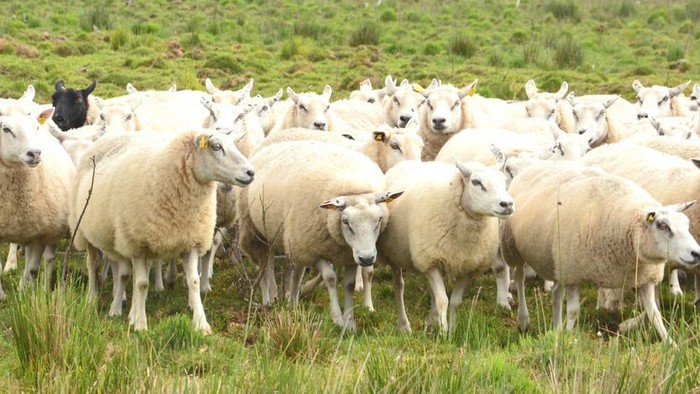 En stor flok får, der græsser tæt sammen på en græsklædt mark med en hyrde i nærheden.