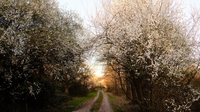 Ein friedvoller, sonnenbeschienener Pfad schlängelt sich durch einen ruhigen Wald blühender Bäume in der Abenddämmerung.