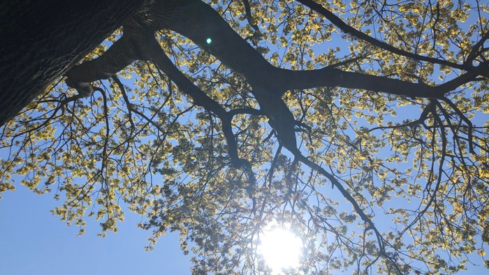 Bäume vor klarem blauen Himmel mit Sonne im Hintergrund