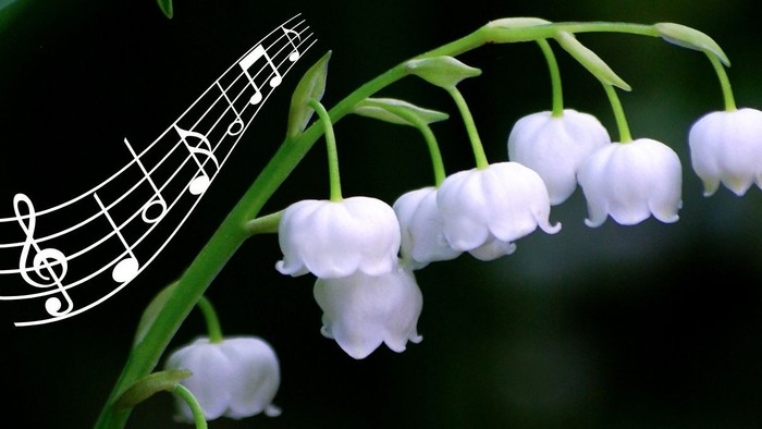 Weiße Blumen mit Notenlinien auf grünen Blättern