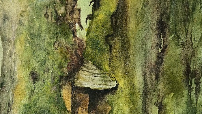 Aquarell einer Baumrinde