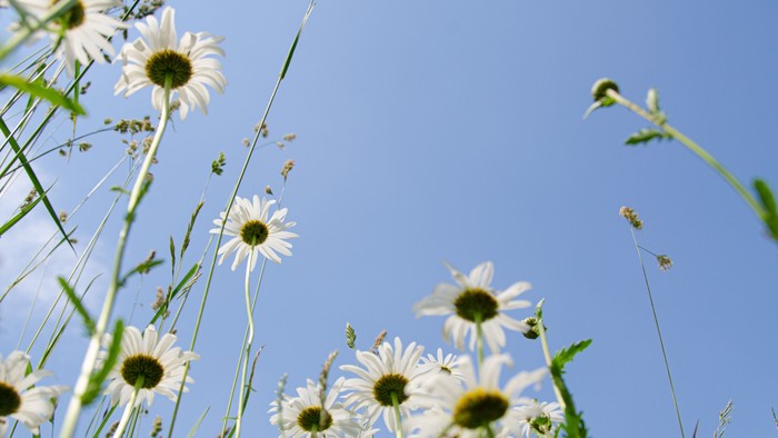 Blumen von unten vor blauem Himmel